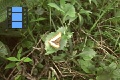 Scene 11_hssflight_NYMPHALIDAE on leaf